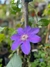 Clematis/Clematide - comprar online