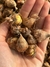 Bulbos de fresias PACK X 5 - comprar online