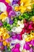 Bulbos de fresias PACK X 5 en internet
