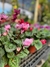 Cyclamen en internet
