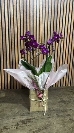 ORQUÍDEA