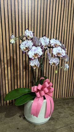ORQUÍDEA