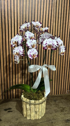 ORQUÍDEA