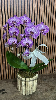 ORQUÍDEA
