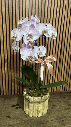ORQUÍDEA