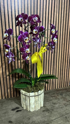 ORQUÍDEA