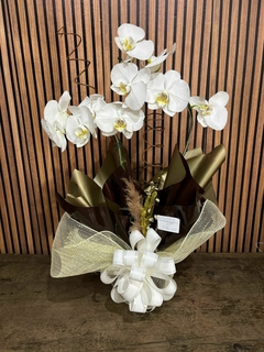 ORQUÍDEA