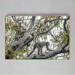 Quadro Decorativo O Muriqui e o Angico - Ellquadros Art Gallery