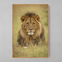 Quadro Decorativo Leão Observador - Ellquadros Art Gallery