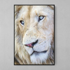 Quadro Decorativo Leão Branco - Ellquadros Art Gallery