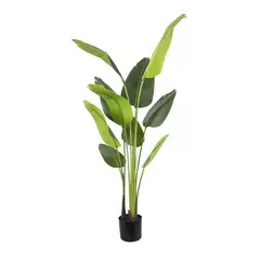 Planta Strelitzia 160cm. - comprar online