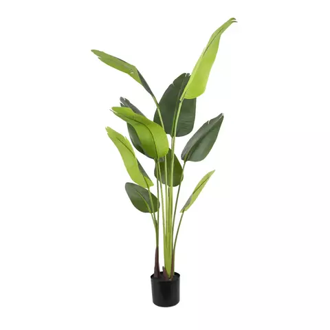 Planta Strelitzia 160cm. - comprar online