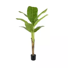 Planta Banano 160cm. - comprar online