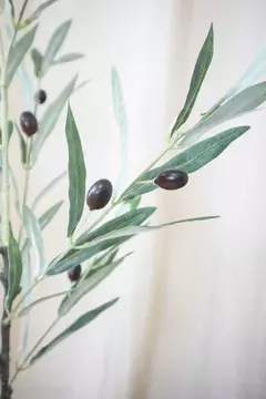 Olivo Mediterráneo 85cm. - tienda online