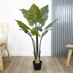 Planta Oreja de Elefante 110cm. en internet