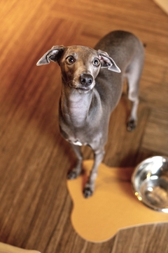 Tapete Pet - comprar online