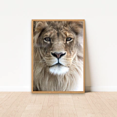 QUADRO LEÃO BRANCO FACE na internet