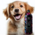 Shampoo Hydra Collection William Galharde Pet Society 1L
