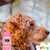 Condicionador Hidratante Manteiga De Karité Beeps Pet Society 480 Ml