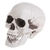 Miniatura Crânio Caveira Decorativa