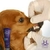 Creme Dental Profissional Hydra Groomers Pet Society 200Gr na internet