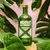 Vodka Sueca Absolut Extrakt 750Ml - comprar online