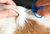 Caixa Com 10 Microchip Backhome Mini Transponder Virbac Identificação Eletrônica Para Cães e Gatos