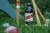 12 Cervejas Jamaicanas Red Stripe Lager 330Ml