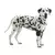 Protetor Articular De Cotovelo Em Neoprene Cães M Kruuse