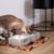 Comedouro Bebedouro Pequeno Pet Gato Em Concreto - Bahia Delivery 