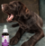 Imagem do Floral de Bach Agressividade Petherapy Pethy Prime 30ml