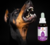 Floral de Bach Agressividade Petherapy Pethy Prime 30ml