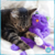 PETSTAGES PURR PILLOW KITTY - comprar online