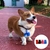 Saco de descarte para pets 30 rolos