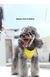 Kimpets Dog Harness Clothes Vest Chest Cat Collars Rope Small Dogs Reflective Breathable Adjustable Outdoor Walking Pet Supplies - loja online
