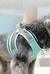 Kimpets Dog Harness Clothes Vest Chest Cat Collars Rope Small Dogs Reflective Breathable Adjustable Outdoor Walking Pet Supplies na internet