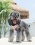Imagem do Kimpets Dog Harness Clothes Vest Chest Cat Collars Rope Small Dogs Reflective Breathable Adjustable Outdoor Walking Pet Supplies