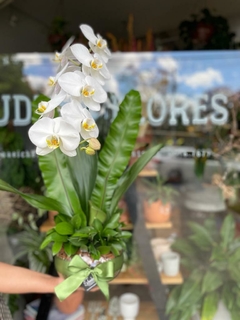 Orquídea Phalaenopsis Cascata em Vaso de Vidro