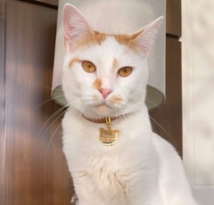 Coleira de Identificação Gato