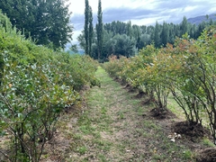 Campo de 4 Hectáreas en Venta – El Hoyo, Chubut - comprar online