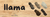 Carrusel Rueca Andina