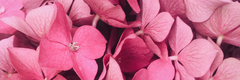 Banner for category Amo Pink