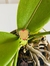 Colar gargantilha com pingente de coração cravejado em zircônias, com borda de zircônias coloridas, banhado a ouro