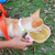 Bowl Retrátil para Pet 350ml – Oikos Animal na internet