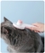 Escova para gatos Pente para animais de estimação Escova de limpeza autolimpante Escova para remoção de pêlos Escova para desembaraçar animais de estimação Pente de beleza para cães Cepillo