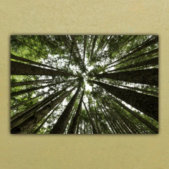 Quadro Decorativo Arvores Troncos Céu