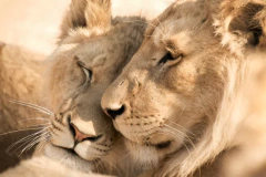 Quadro Decorativo Leao Leoa Casal - comprar online