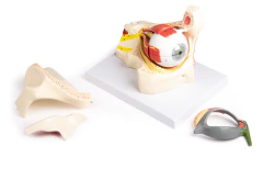 Modelo Anatômico de Olho em órbita com pálpebras - comprar online