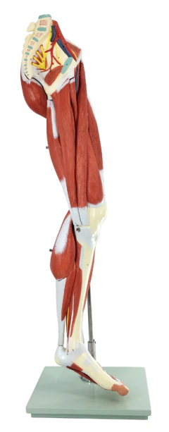 Modelo Anatômico de Perna Muscular, com Articulação do Joelho Aberta, em 14 Partes