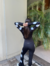 Set Monaco Negro COMPLETO en internet